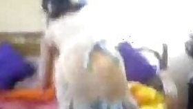 Desi maid lund chus rahee hai